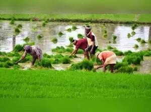 the maximum number of people engaged in farming sector who committed suicide in year 2020 in mp were agricultural labourers image used for representational purpose only